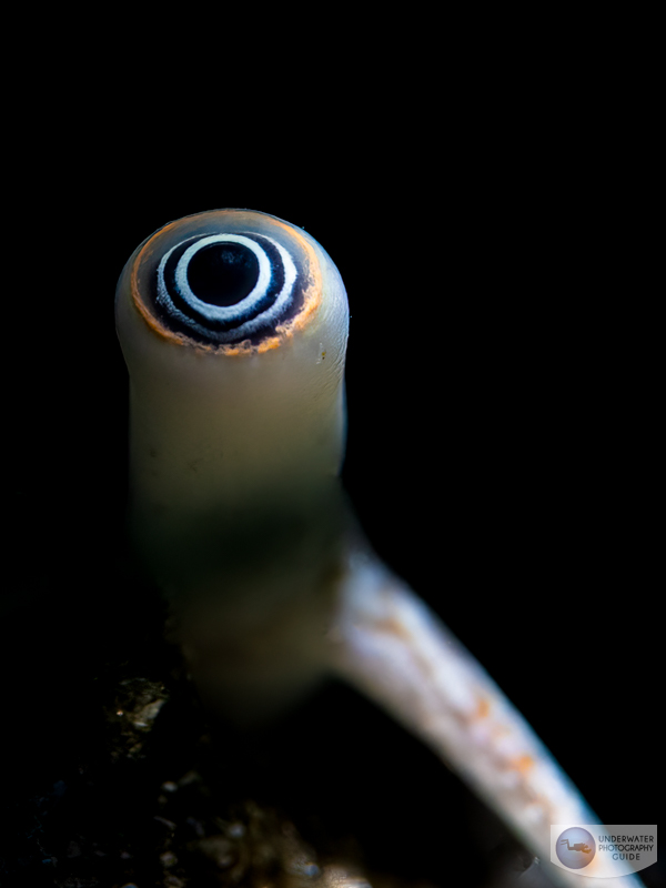 The eye of a conch photographed with the Canon R10 in an Ikelite housing using the Canon EF 100mm macro lens and an EF-EOS R adapter. I used a Marelux SOFT snoot to capture the black background.  f/16, 1/125, ISO 400