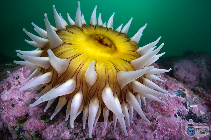 This image shows the beautiful image quality and dynamic range that the R6 is capable of capturing. This anemone was photographed with the Canon EOS R6 and Canon 8-15mm fisheye lens in an Ikelite EOS R6 housing. The image was slightly underexposed and adjusted in post processing. This image shows the quality of the details recovered. f/13, 1/60, ISO 320