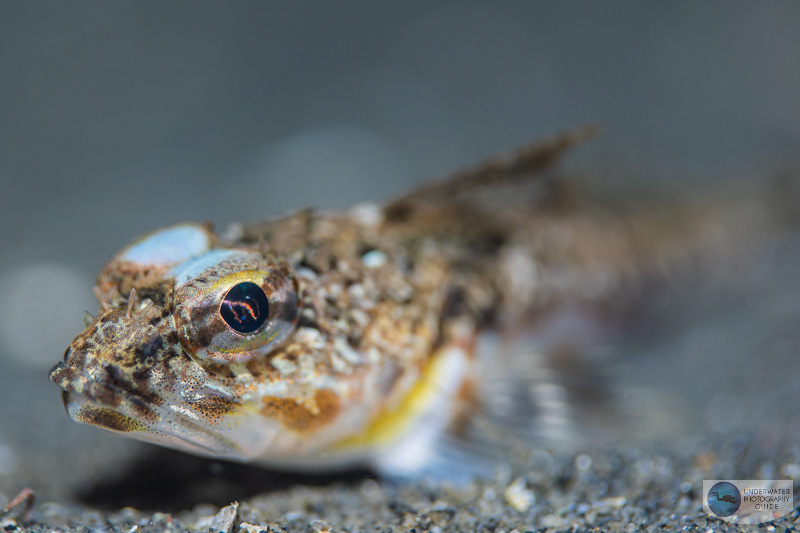 This sculpin was photographed with the Canon EOS R6 and Canon 100mm macro lens in an Ikelite underwater housing. The 100mm macro produces beautiful bokeh. 1/160, f/3.2, ISO 200