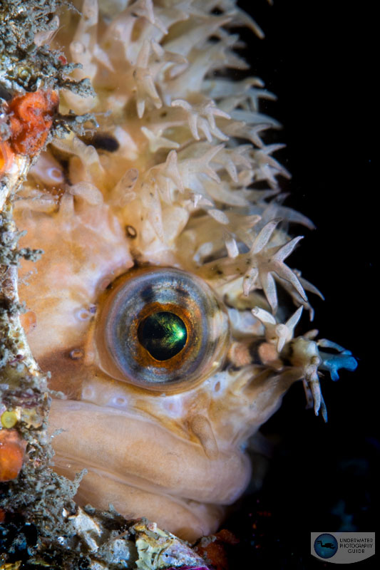 This decorated warbonnet was photographed with the Canon EOS R6 and Canon 100mm macro lens in an Ikelite underwater housing. 1/160, f/16, ISO 200