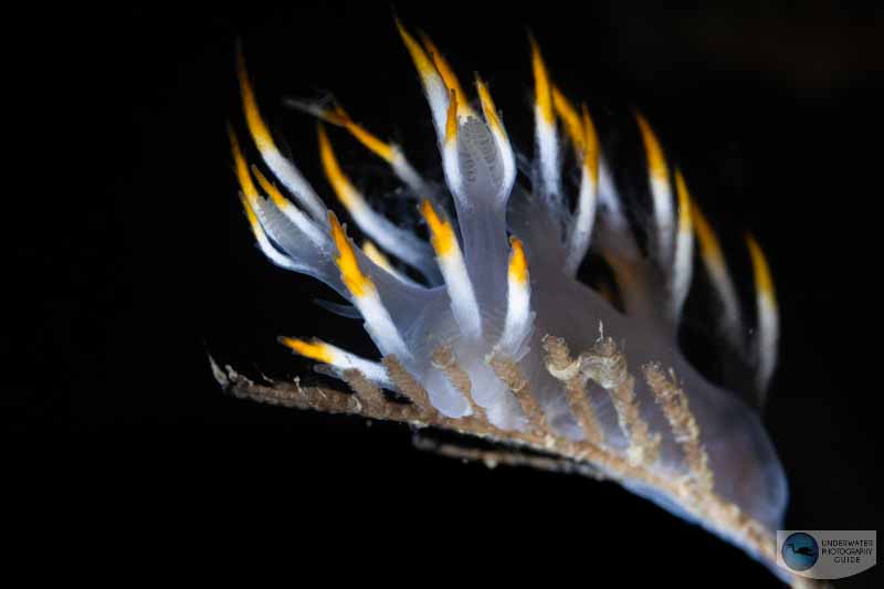 Nudibranchs can be tricky to shoot in high current. Autofocus tracking on the Canon EOS R6 helped us track the nudibranch's rhinophores and keep them in focus.1/160, f/11, ISO 200