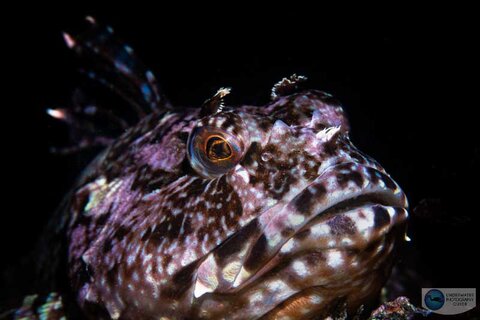 Effective ergonomics and easy underwater controls allow for quick settings changes with the R6 to capture skittish subjects like this cabezon. Photographed with the Canon EOS R6 and Canon 100mm macro lens in an Ikelite EOS R6 housing. f/16, 1/160, ISO 200