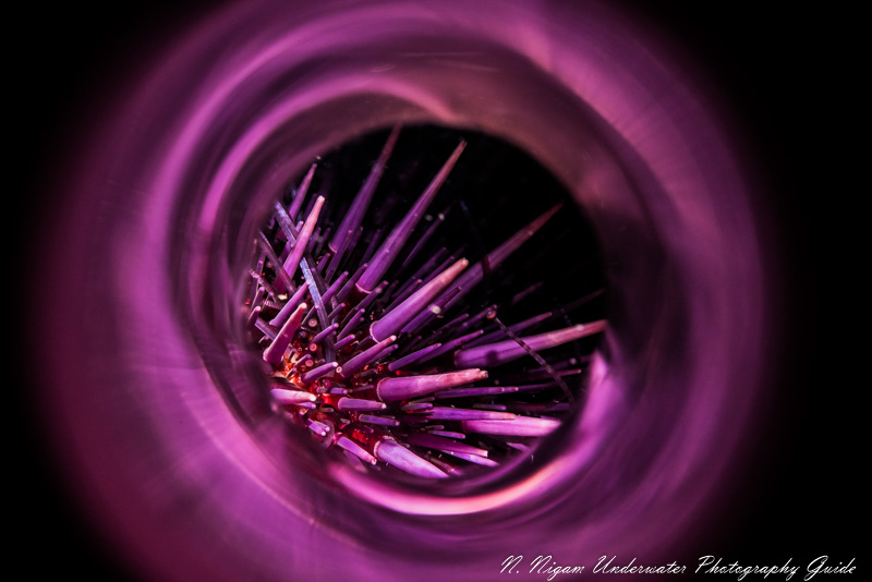 Even the most common subjects, like this purple sea urchin, can produce art. This photo was taken with a Sigma 105mm f/2.8 DN DG Art Macro lens, Sony A7S III, Ikelite A7S III housing, Saga magic tube, and reefnet fiber optic snoot. f/20, 1/160, ISO 200 