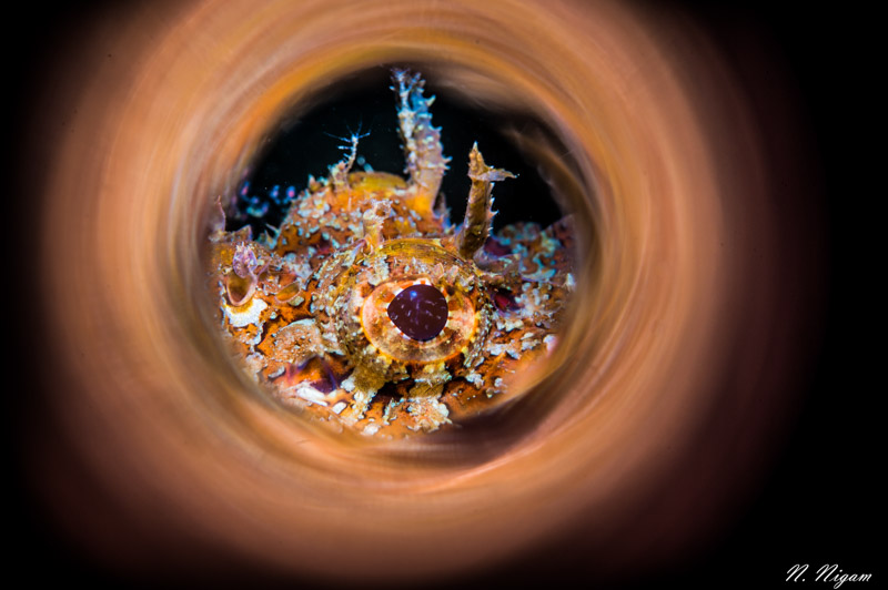 Scorpionfish Eye photographed with the Nikon Z6 camera, Ikelite Z6 housing, and single Sea & Sea YS-D3 strobe with the YS-D3 snoot