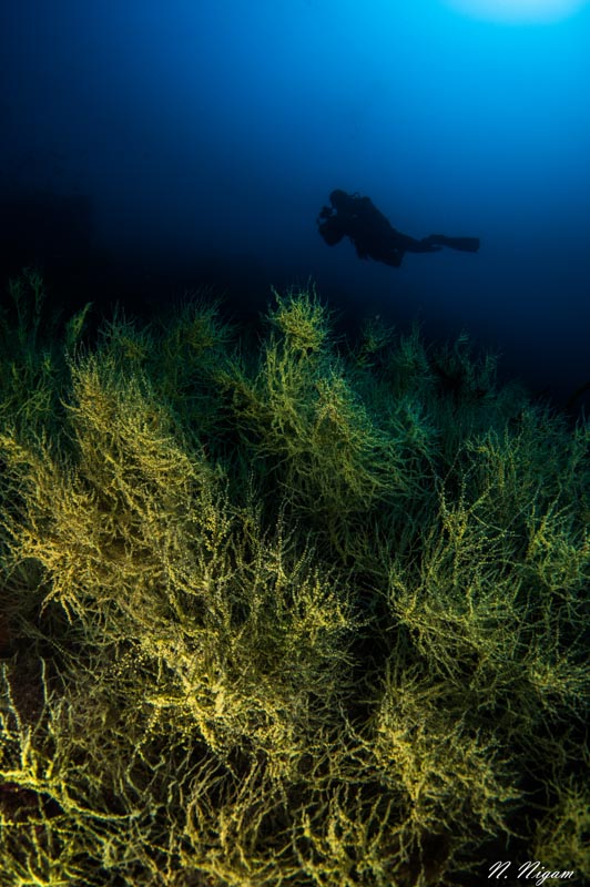 Black coral photographed with dual YS-D3 strobes, dome diffusers, Nikon Z6, Ikelite Z6 housing, Nikon 8-15mm fisheye. 1/160, f/11, ISO 200