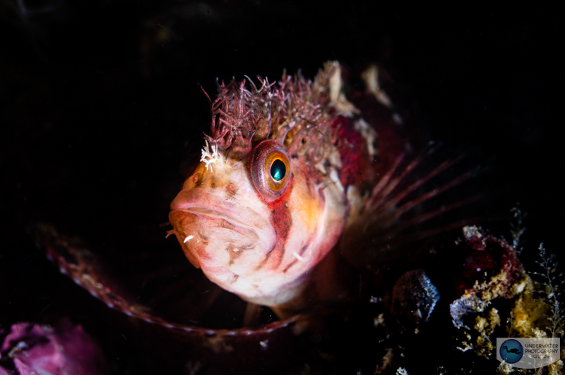 A mosshead warbonnet photographed with a Nikon Z6, Sea & Sea YS-D2J strobe, and a Marelux SOFT snoot. f/29, 1/160, ISO 400