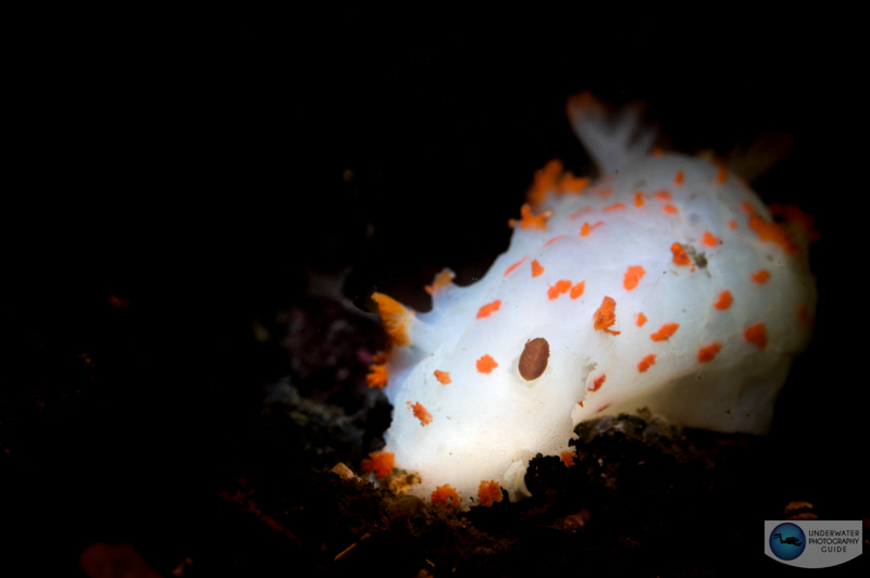Clown dorid photographed with the Marelux SOFT. 1/160, f/11, ISO 400