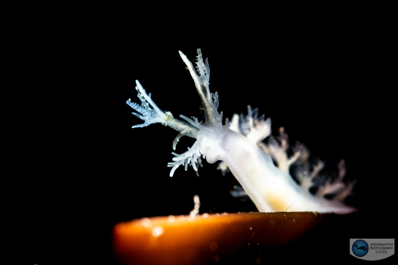 This tiny nudibranch crossing the edge of a blade of kelp was only possible to photograph with the Mareux SOFT. f/29, 1/160, ISO 400