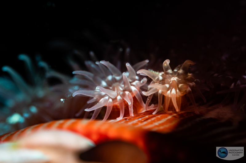Aggregating anemones clinging to their mother. Photographed with the Marelux smart optical flash tube. 1/160, f/29, ISO 400