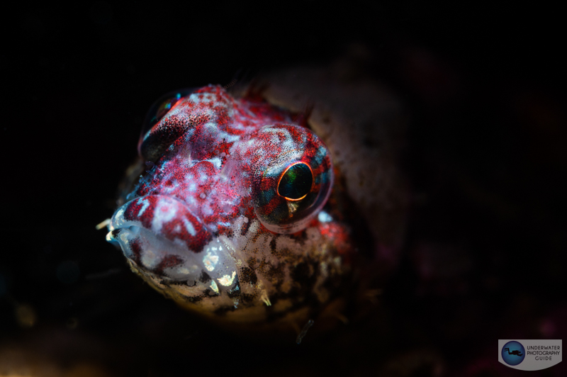 A beautiful sculpin photographed with the Marelux SOFT. f/22, 1/160, ISO 200