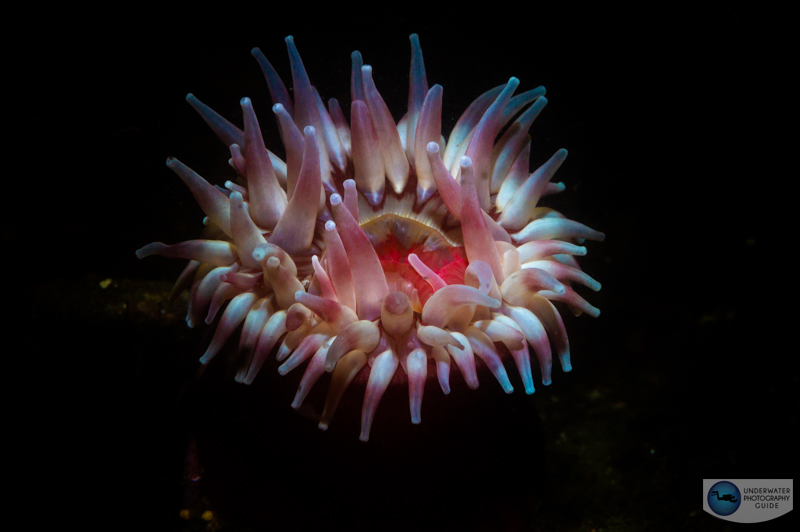 A snooted anemone with the Marelux SOFT. f/18, 1/160, ISO 400
