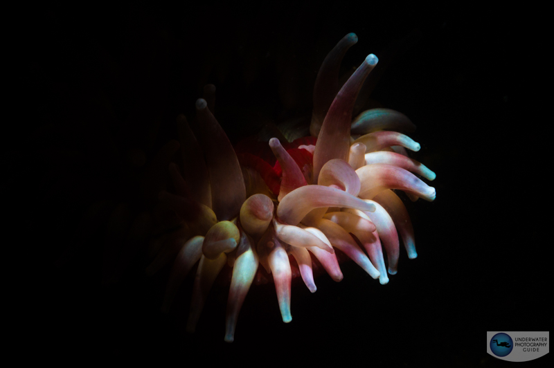An anemone after closing the iris/aperture
