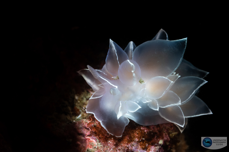 A white lined dirona photographed with the Marelux SOFT and the Sea & Sea YS-D2J strobe. f/18, 1/160, ISO 400
