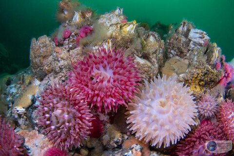 The Sony A1's IBIS allowed us to shoot at 1/60 in a high current situation. Anemones photographed with the Sony A1 in an Ikelite housing with the Canon 8-15mm fisheye lens. f/13, 1/60, ISO 400 