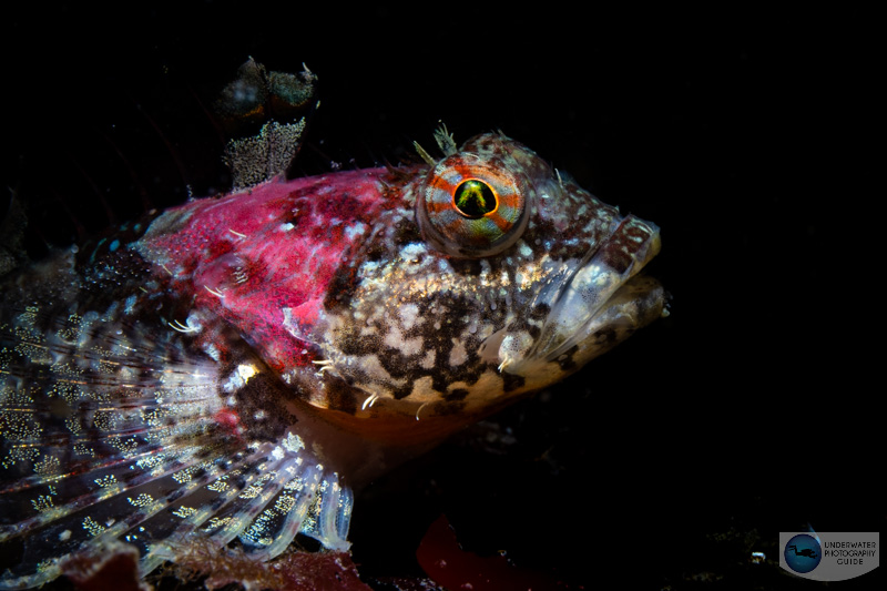 Sculpin photographed with the Sony A1, Sony 90mm macro lens, Ikelite A1/A7SIII housing. f/22, 1/200, ISO 320