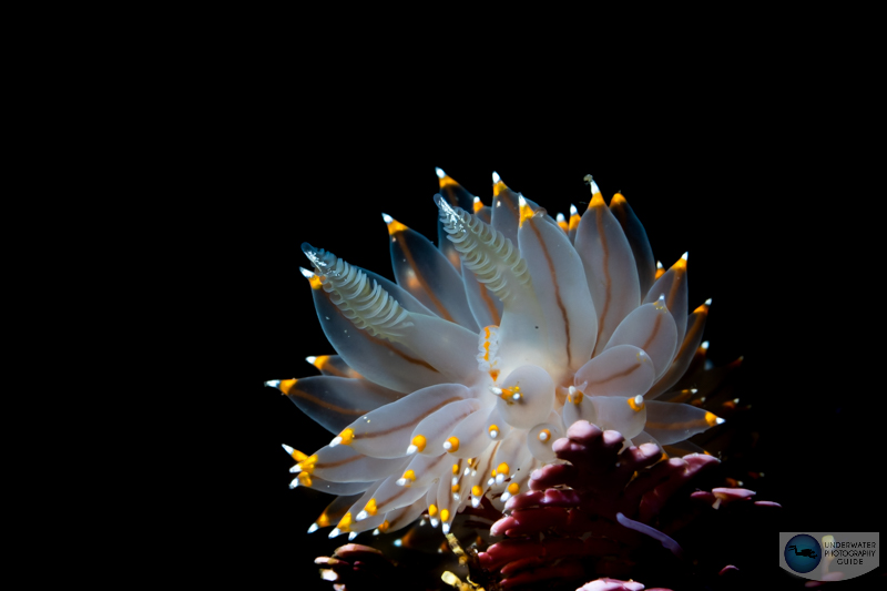 Autofocus tracking on the A1 resulted in sharp rhinophores on this nudi. A 50 MP sensor produced a beautiful 100% crop. Janolus nudibranch photographed with the Sony A1, 90mm macro lens, Ikelite A1/A7S III housing. f/22, 1/200, ISO 200