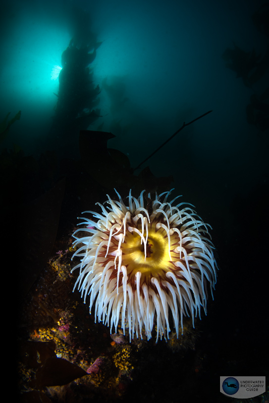 A beautiful kelp forest scene photographed with the Sony A1 in an Ikelite housing with the Canon 8-15mm fisheye lens. f/16, 1/400, ISO 100. This photo was only possible with the high 1/400 sync speed that the A1 is capable of.   