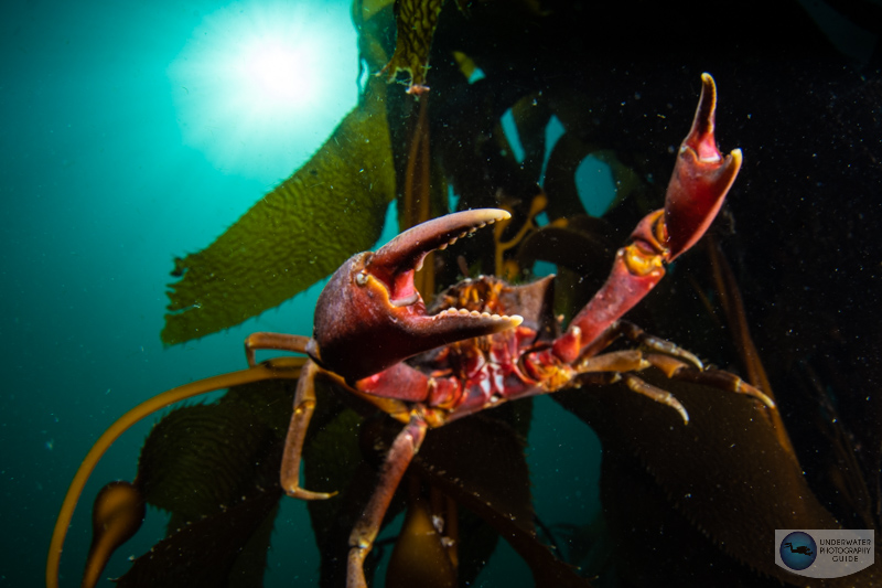 Kelp crab photographed with the Sony A1, Canon 8-15mm fisheye & metabones adapter, Ikelite A1/A7S III housing. f/16, 1/400, ISO 100