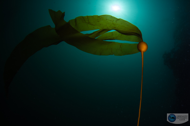 This photo was captured with a 1/320 sync speed which ensures a proper sync with strobes. Bull kelp photographed with the Sony A1, Canon 8-15mm fisheye & metabones adapter, Ikelite A1/A7S III housing. f/16, 1/320, ISO 64