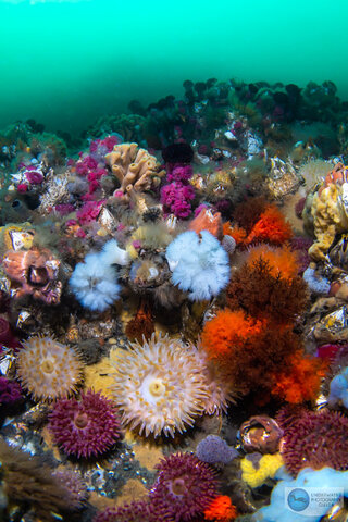 Reef scene photographed with the Sony A1, Canon 8-15mm fisheye & metabones adapter, Ikelite A1/A7S III housing. f/13, 1/100, ISO 640