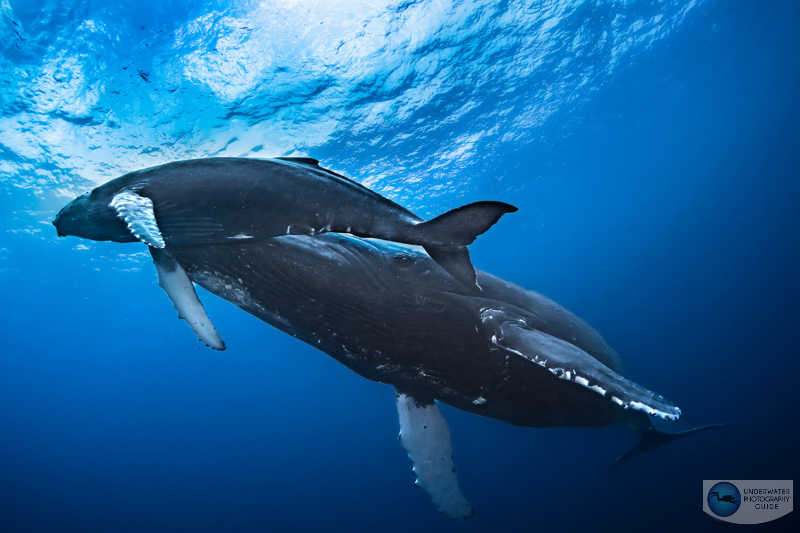 A humpback whale and calf photographed with the Sony A7 IV, Canon 8-15mm fisheye lens, Sigma MC 11 adapter, in an Ikelite A7 IV housing with a single Ikelite DS 230 strobe. f/13, 1/125, ISO 320