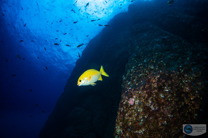 The colors from the Sony A7 IV are easier to work with in post production. Photographed with the Sony A7 IV, Canon 8-15mm fisheye lens, Sigma MC 11 adapter, Ikelite A7 IV housing, and a single Ikelite DS 230 strobe.  f/10, 1/125, ISO 400