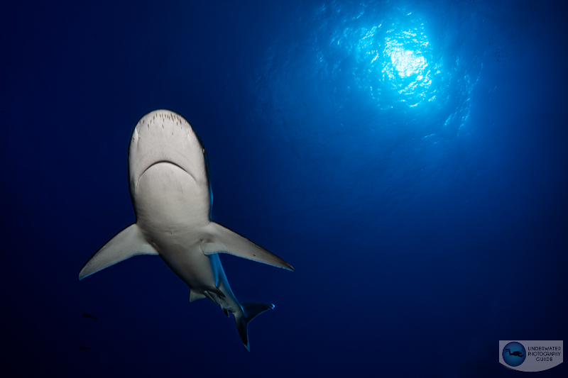 The incredible dynamic range of this camera is apparent in this photo of a silvertip shark. f/22, 1/125, ISO 100