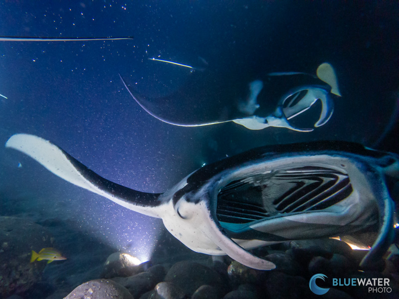 This beautiful manta ray photo was captured by my dive buddy, Avyay with the OM System TG-7 in an Ikelite housing during his first ever dive with a camera! Point, shoot, click, that's it!