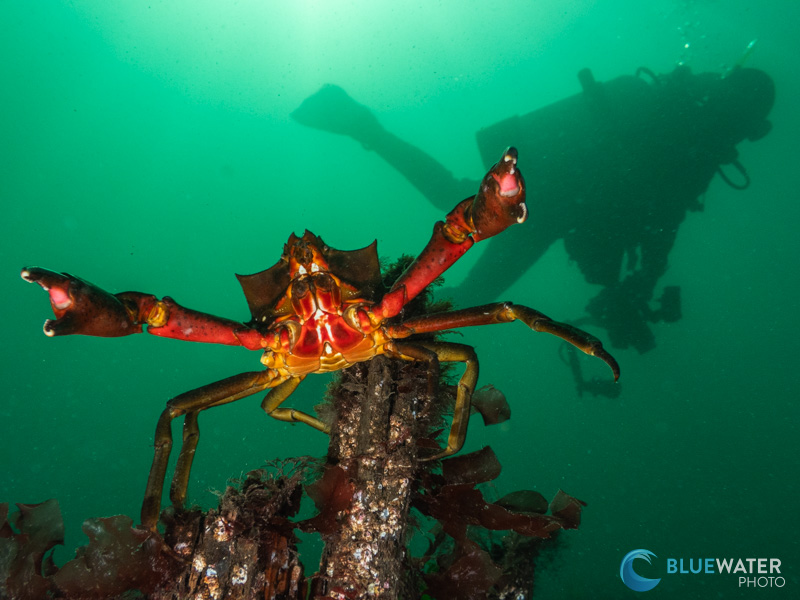 A diver swims past a crab photographed with the TG-7.
