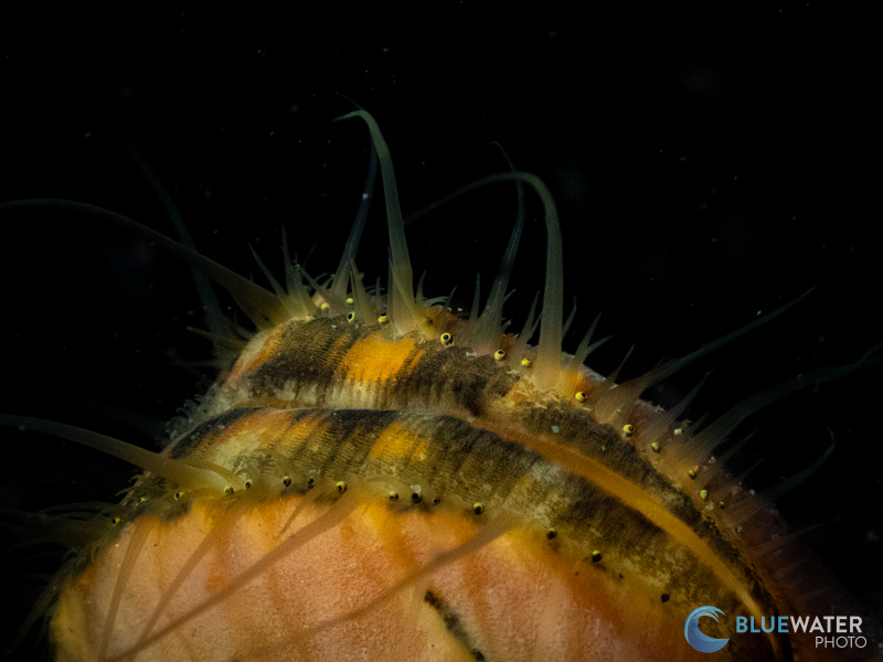 This macro photo of a scallop was captured with the Inon S220 strobe in TTL mode.