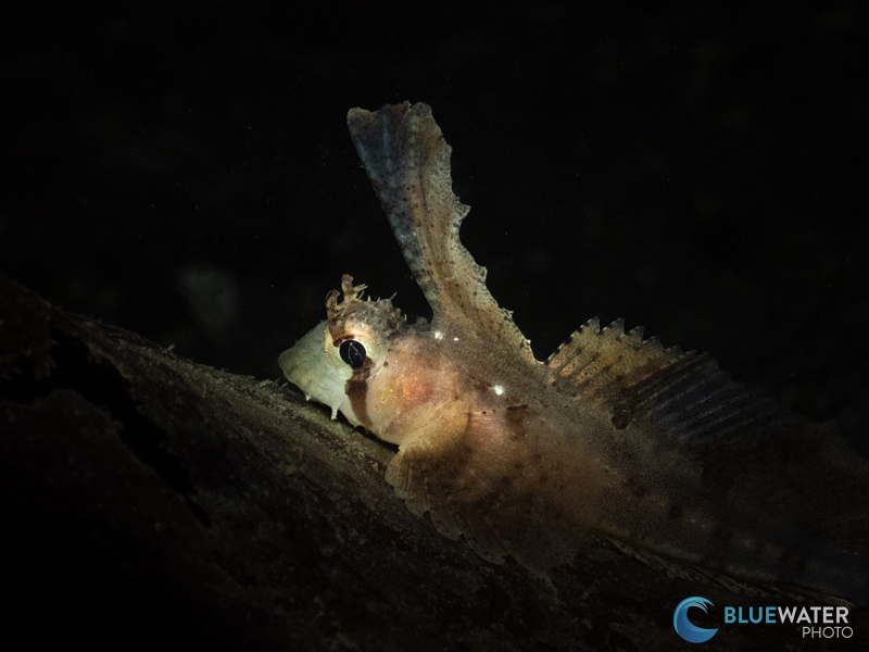 This photo of a sailfin sculpin was captured with the TG-7 in microscope mode.