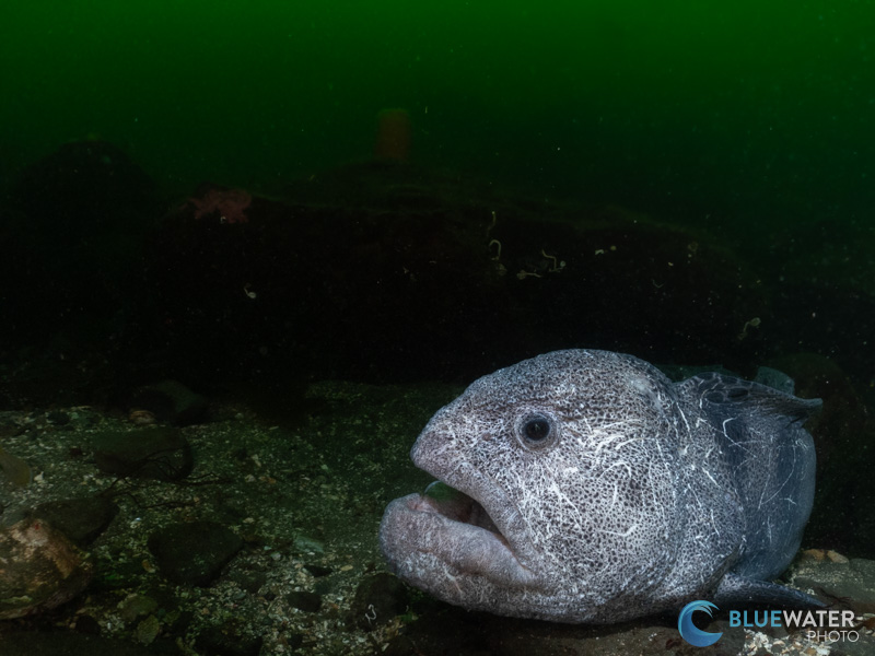 A wolf eel photographed with the OM System TG-7 in the Hood Canal, Washington