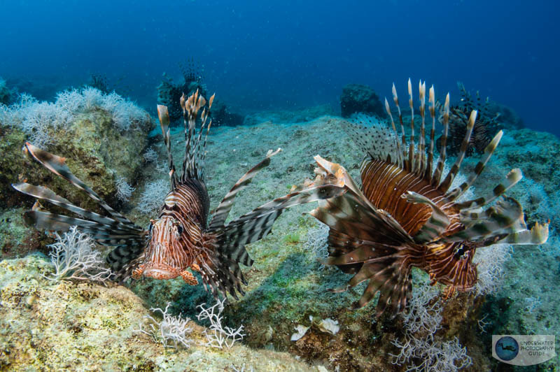 The pair of lionfish was interested in their reflection in my dome port
