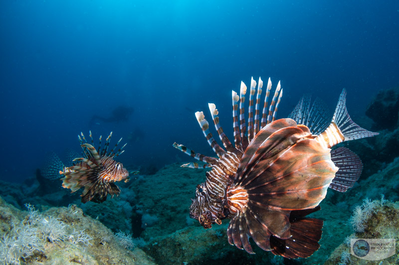 Shadows emerged from the depths to reveal dozens of lionfish