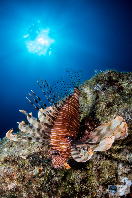 A lionfish in the Mediterranean photographed with a Nikon Z6 camera in an Ikelite Z6 housing and a Nikon 8-15mm fisheye lens.  1/200, ISO 200, f/29
