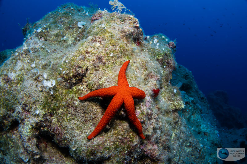 A red sea star (Echinaster sepositus) native to the Mediterranean
