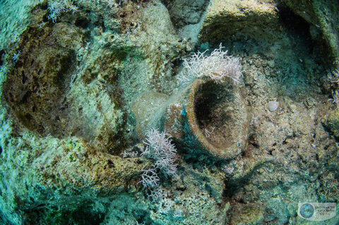 This ancient pot that I found amongst the lionfish is a remnant of past civilizations. A reminder of human influence on the natural world.