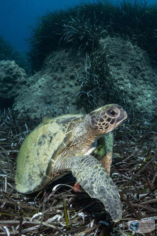 A native Turkish Caretta (loggerhead) turtle prefers cooler water unlike the invasive lionfish