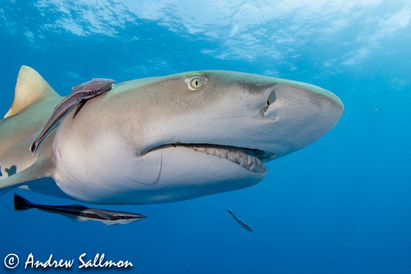 sea and sea universal dome port photo with a shark