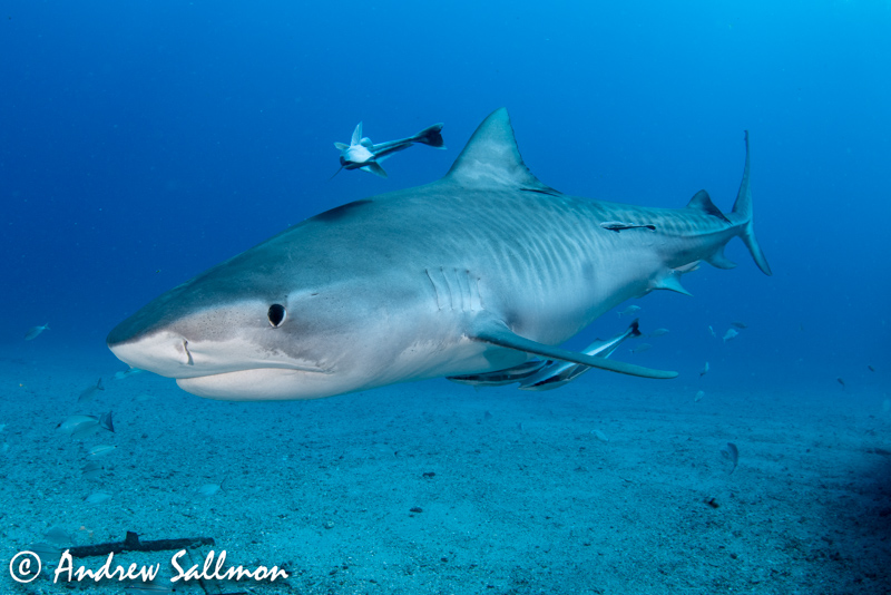 tiger shark, universal dome port