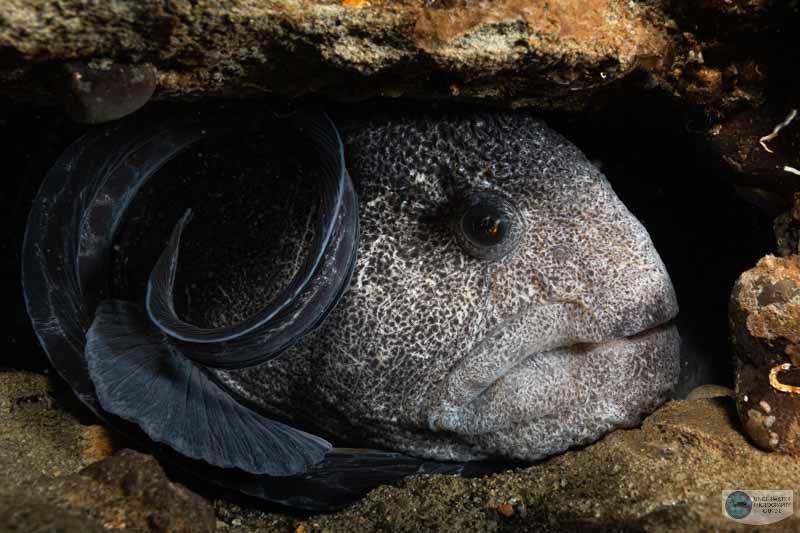 Wolf eel in its den photographed with a Nikon Z 7II in an Ikelite Z 7II housing, dual Ikelite DS 161 strobes, an Ikelite TTL converter for Nikon, and the Nikkor Z 14-30mm f/4 lens. f/13, 1/30, ISO 640