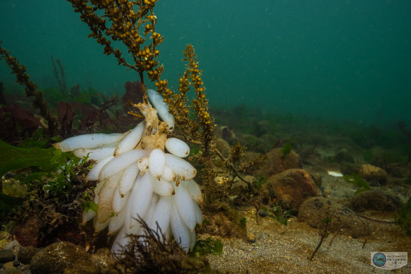 Market squid eggs photographed with the Nikon Z 7II and Nikkor Z 14-30mm lens.  f/13, 1/60, ISO 640