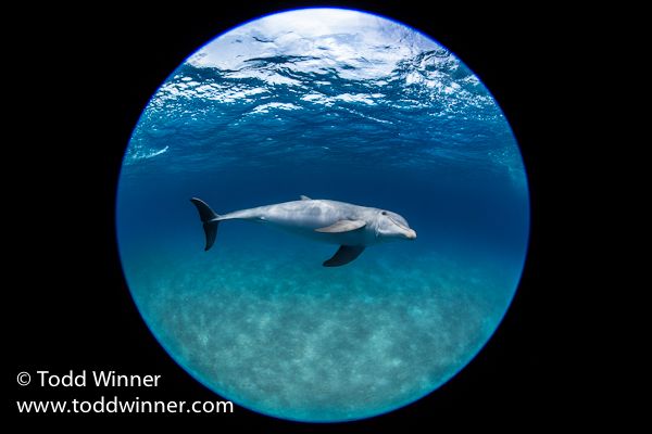 canon 5d mark III 8-15mm fisheye lens underwater photo