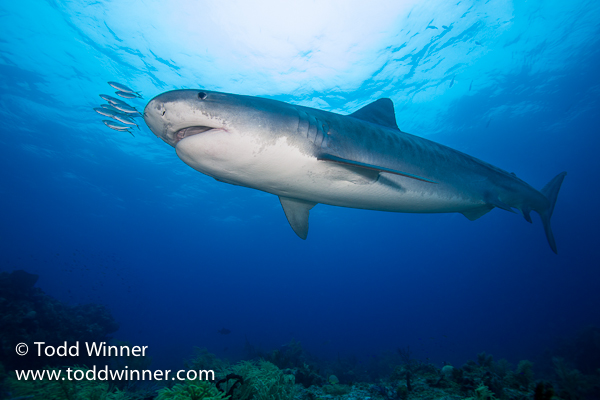 nauticam canon 5k mark iii underwater photography