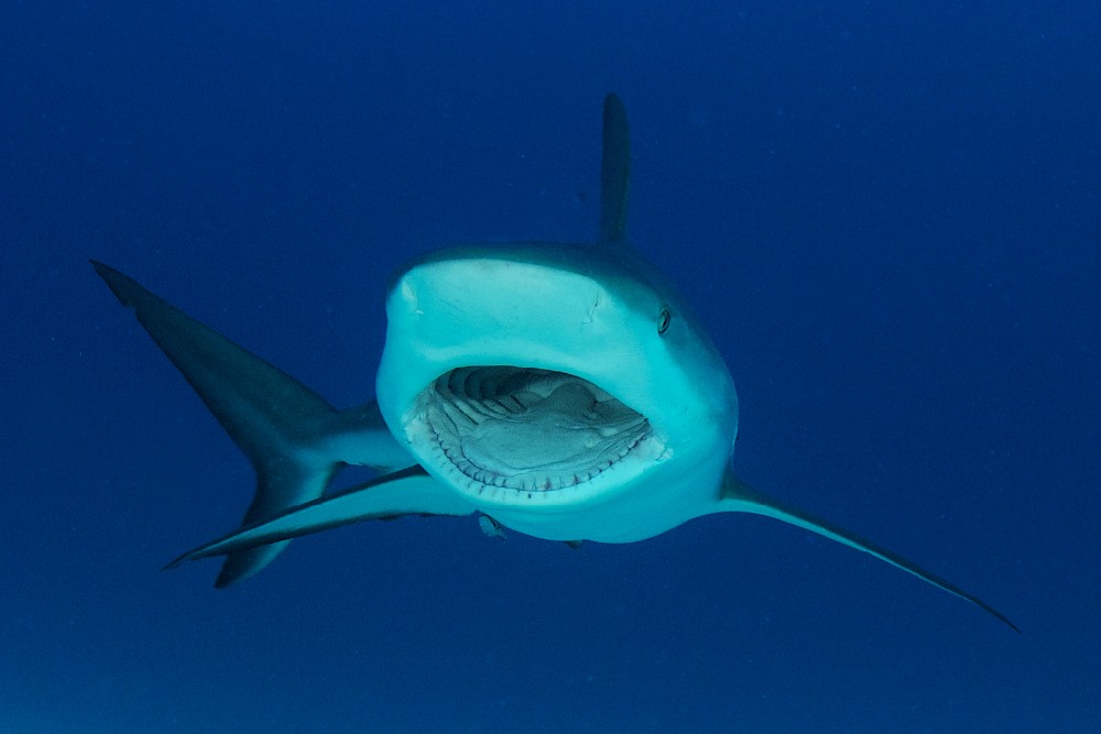 shark diving Tiger Beach