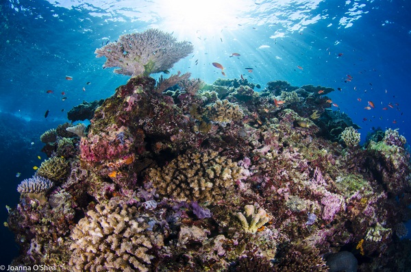 Solomon islands underwater photo workshop