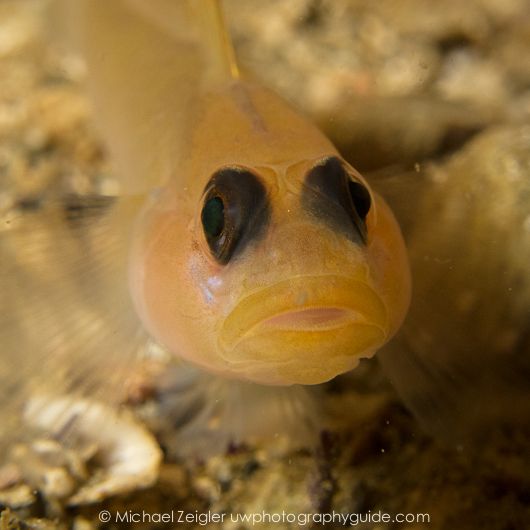 underwater macro with the dyron 67mm macro lens