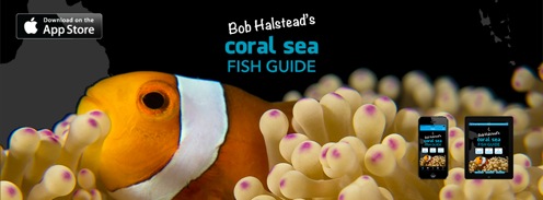 New Release: Bob Halstead's Coral Sea Fish Guide - Underwater ...
