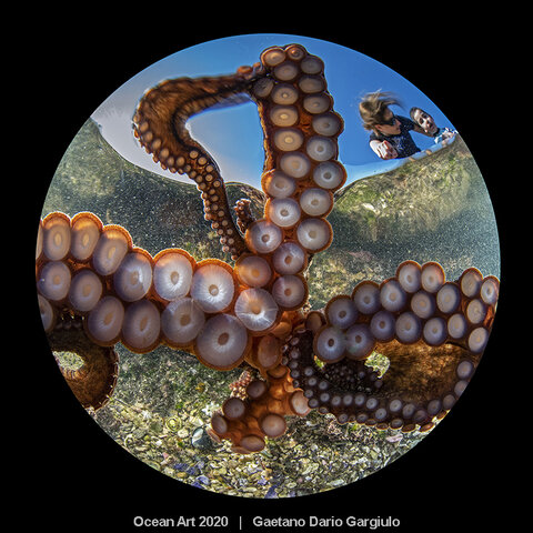 Fotografía de un pulpo con una familia de fondo. La foto fue capturada por el fotógrafo Gaetano Dario Gargiulo cerca de su casa en los charcos de marea del Parque Nacional Kamay Botany Bay, Nueva Gales del Sur, Australia. Ganadora de uno de los más populares concursos de fotografía Submarina, el Ocean Art Competition