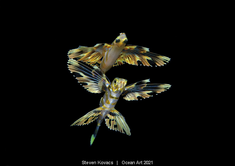 Ocean Art 2021, #Vita e arte subacquea